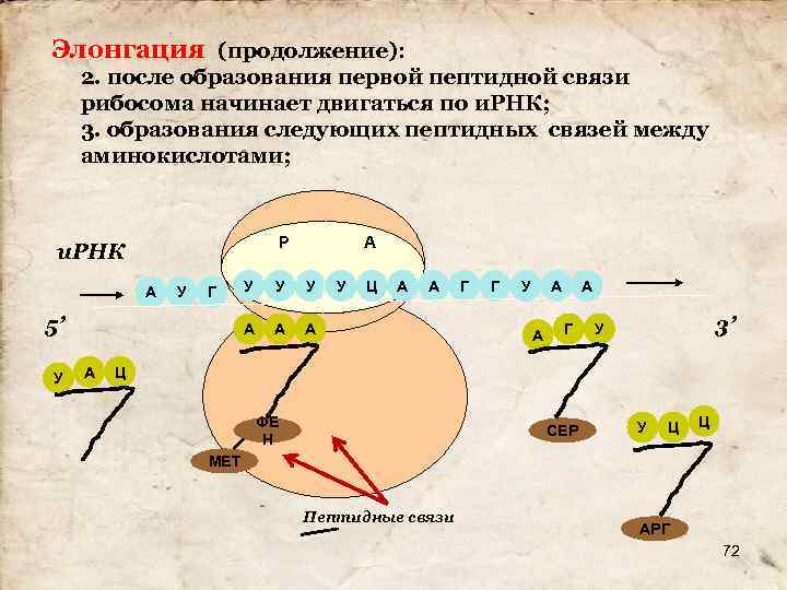 Элонгация (продолжение): 2. после образования первой пептидной связи рибосома начинает двигаться по и. РНК;