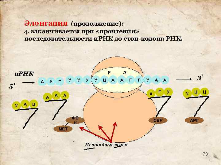 Элонгация (продолжение): 4. заканчивается при «прочтении» последовательности и. РНК до стоп-кодона РНК. Р и.