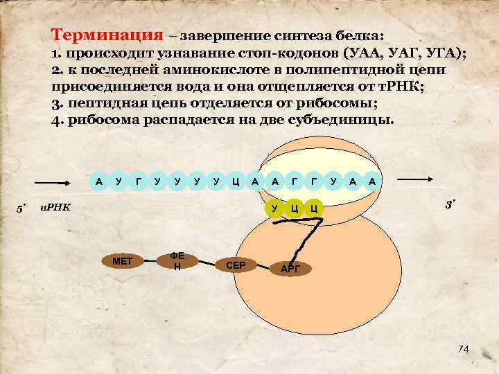 Терминация – завершение синтеза белка: 1. происходит узнавание стоп-кодонов (УАА, УАГ, УГА); 2. к