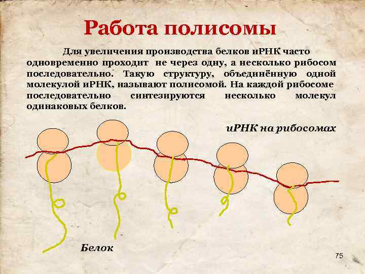 Работа полисомы Для увеличения производства белков и. РНК часто одновременно проходит не через одну,