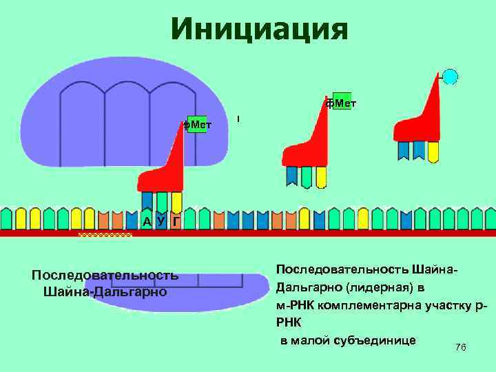 Инициация ф. Мет А У Г Последовательность Шайна-Дальгарно Последовательность Шайна. Дальгарно (лидерная) в м-РНК