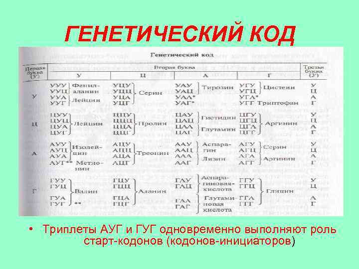 ГЕНЕТИЧЕСКИЙ КОД • Триплеты АУГ и ГУГ одновременно выполняют роль старт-кодонов (кодонов-инициаторов) 