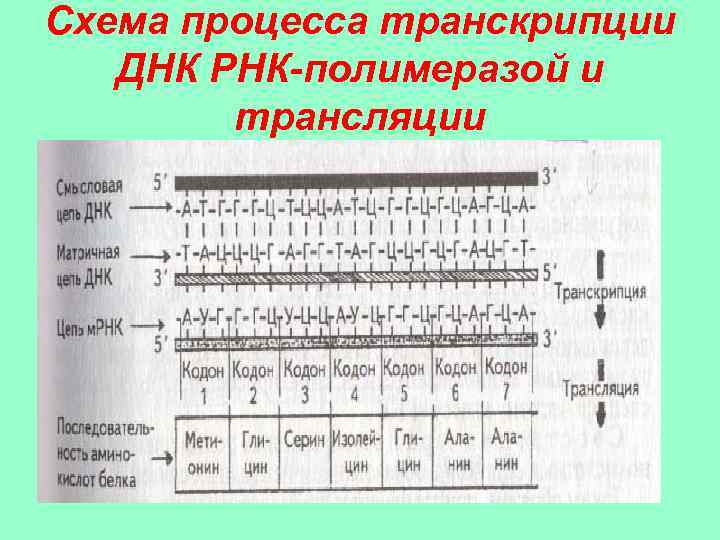 Схема процесса транскрипции ДНК РНК-полимеразой и трансляции 