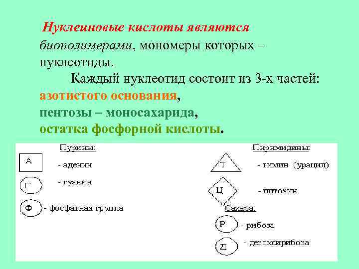 Нуклеиновые кислоты являются биополимерами, мономеры которых – нуклеотиды. Каждый нуклеотид состоит из 3 -х