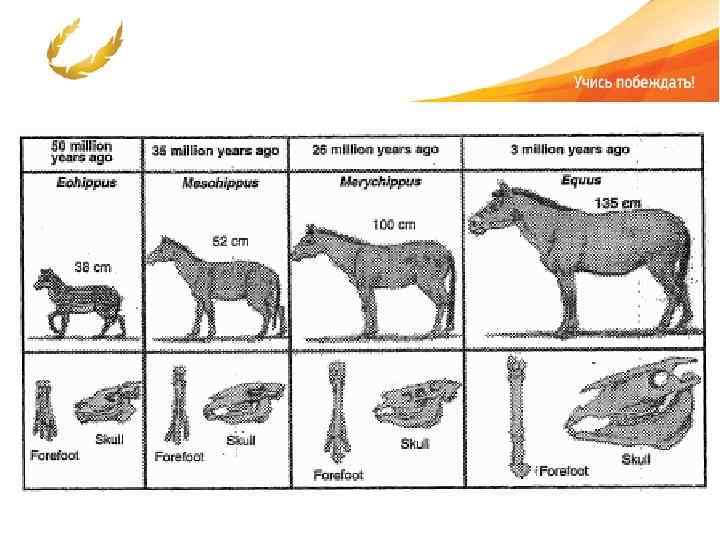 Схема исторического развития лошади какая наука