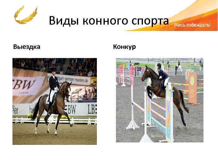 Виды конного спорта Выездка Конкур 