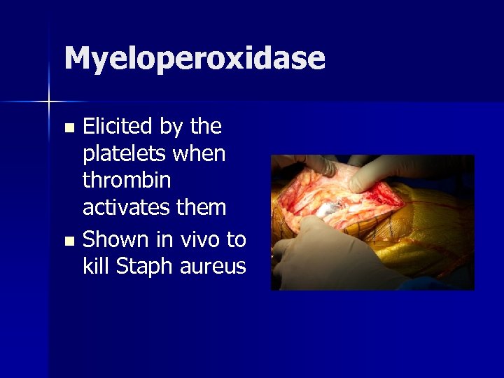 Myeloperoxidase Elicited by the platelets when thrombin activates them n Shown in vivo to