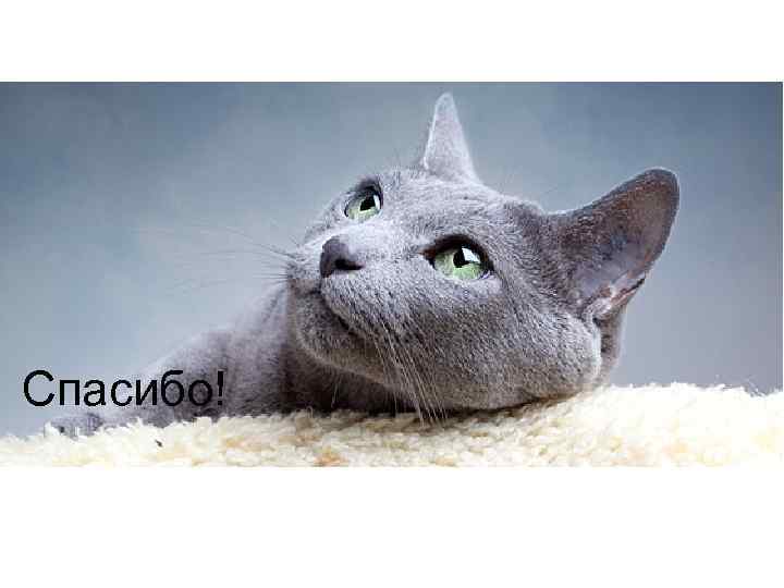 Спасибо! 