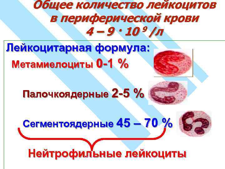 Общее количество лейкоцитов в периферической крови 4 – 9 · 10 9 /л Лейкоцитарная