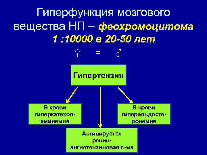 Гиперфункция мозгового вещества НП – феохромоцитома 1 : 10000 в 20 -50 лет ♀