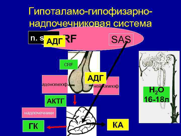 Гипоталамо-гипофизарнонадпочечниковая система n. supr RF АДГ SAS CRF аденогипоф АДГ нейрогипоф АКТГ надпочечники ГК