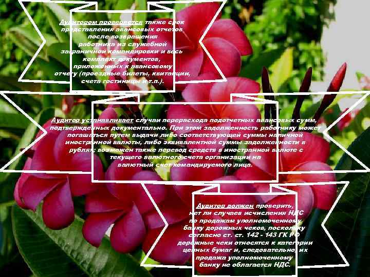 Аудитором проверяется также срок представления авансовых отчетов после возвращения работника из служебной заграничной командировки