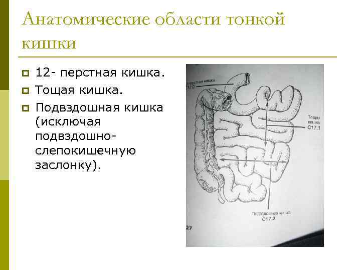 Анатомические области тонкой кишки p p p 12 - перстная кишка. Тощая кишка. Подвздошная