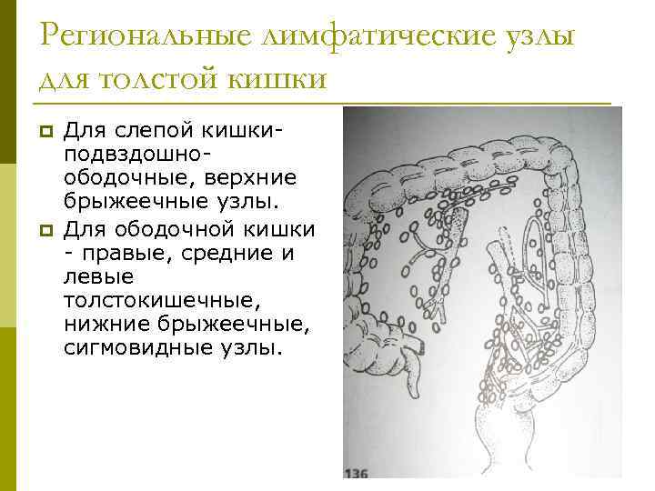 Узи слепой кишки и аппендикса что это