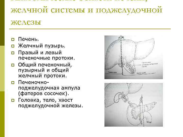 Анатомические области печени, желчной системы и поджелудочной железы p p p Печень. Желчный пузырь.