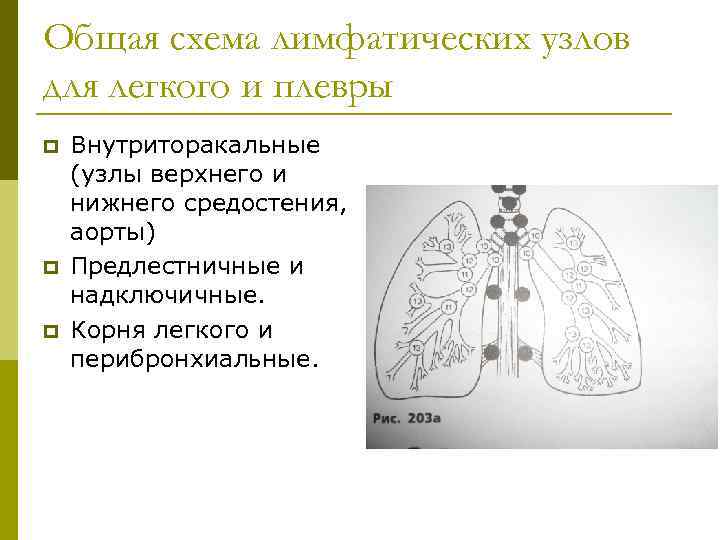 Общая схема лимфатических узлов для легкого и плевры p p p Внутриторакальные (узлы верхнего