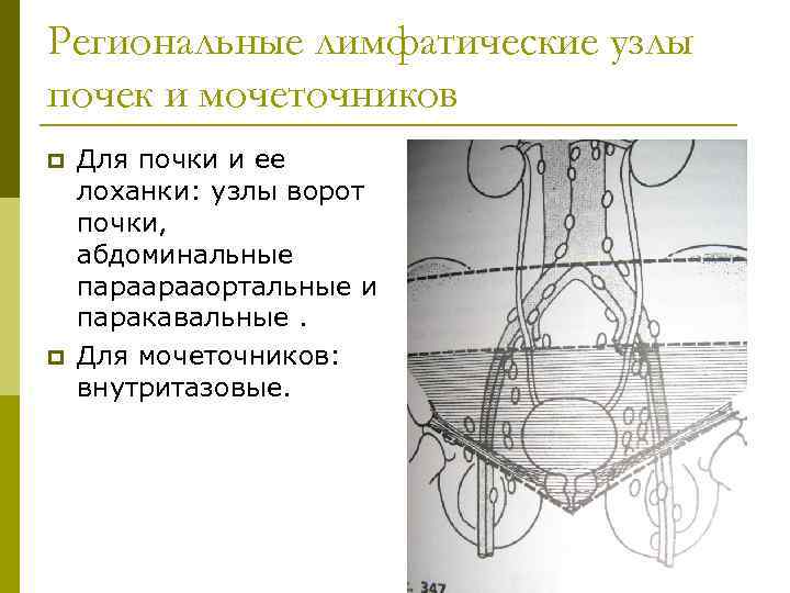 Региональные лимфатические узлы почек и мочеточников p p Для почки и ее лоханки: узлы