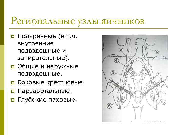 Региональные узлы яичников p p p Подчревные (в т. ч. внутренние подвздошные и запирательные).