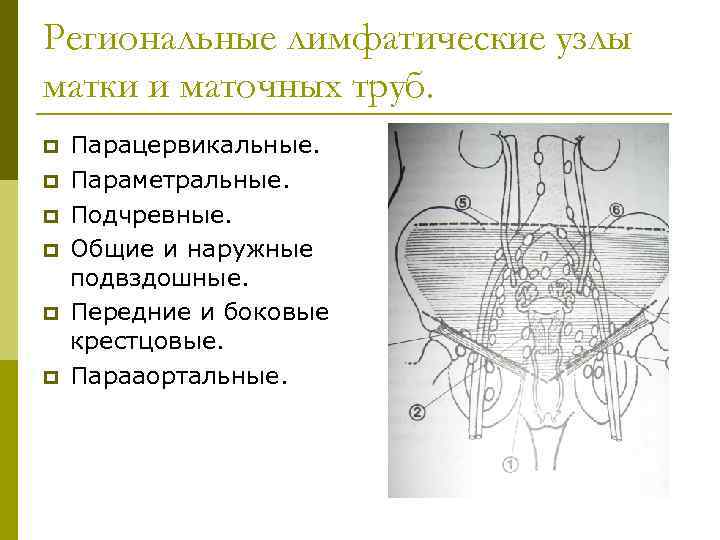 Региональные лимфатические узлы матки и маточных труб. p p p Парацервикальные. Параметральные. Подчревные. Общие