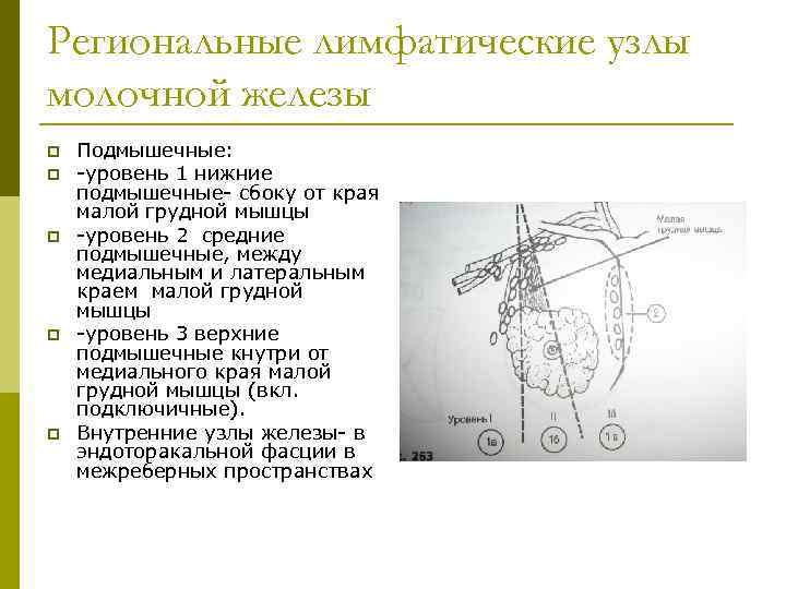 Региональные лимфатические узлы молочной железы p p p Подмышечные: -уровень 1 нижние подмышечные- сбоку