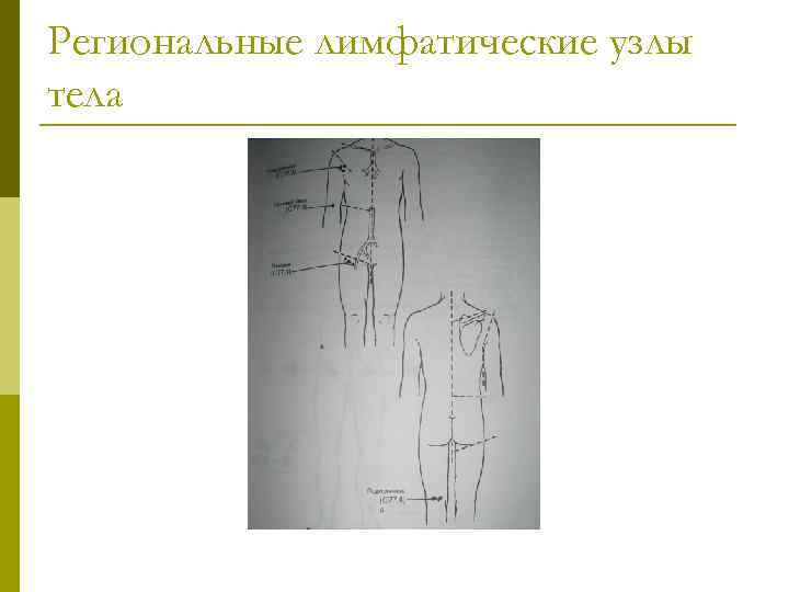 Региональные лимфатические узлы тела 