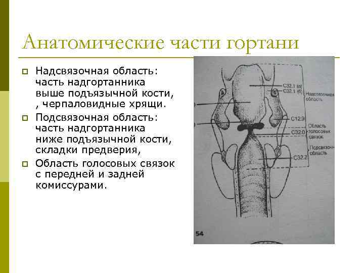 Анатомические части гортани p p p Надсвязочная область: часть надгортанника выше подъязычной кости, ,