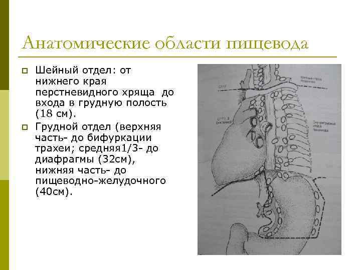 Анатомические области пищевода p p Шейный отдел: от нижнего края перстневидного хряща до входа