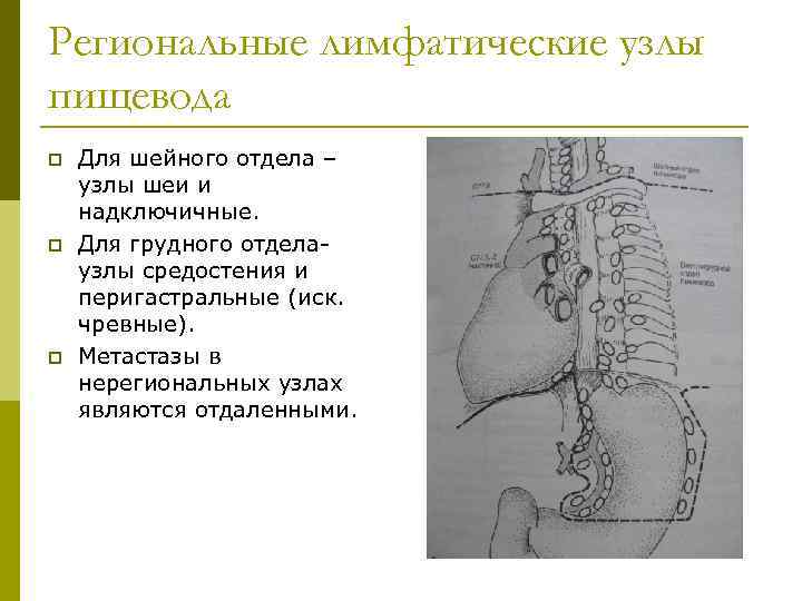 Региональные лимфатические узлы пищевода p p p Для шейного отдела – узлы шеи и