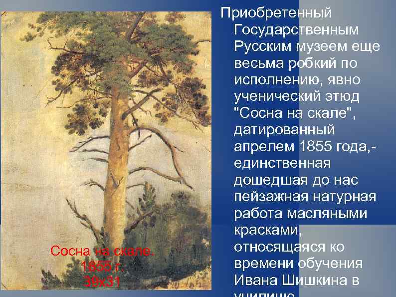Сосна на скале. 1855 г. 39 х31 Приобретенный Государственным Русским музеем еще весьма робкий