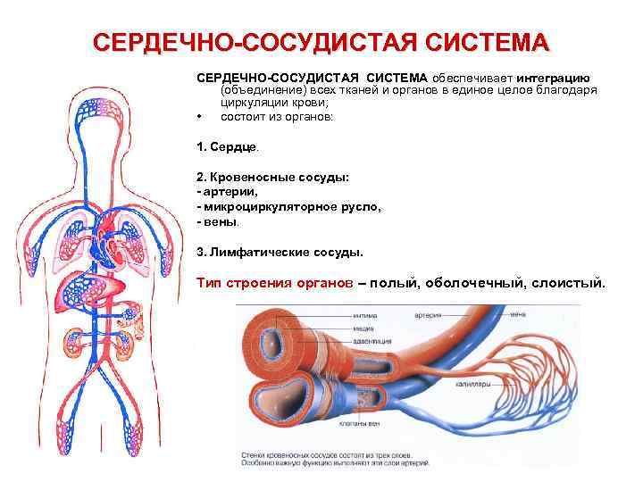 Кровеносная система человека доставляет лекарственные впр. Циркуляция крови строение сердечно сосудистой системы. Сердечно-сосудистая система анатомия схема. Какие органы относятся к сердечно-сосудистой системе. Общий план строения сердечно-сосудистой системы.