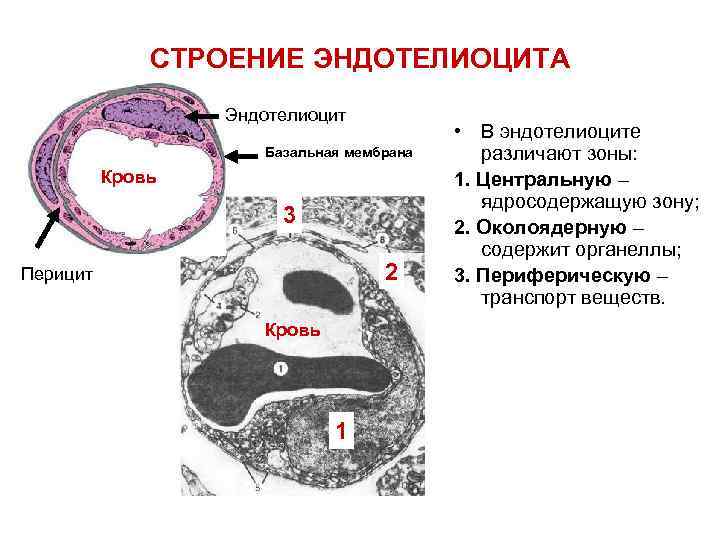 Адвентициальные клетки рисунок