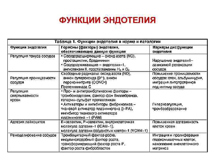 ФУНКЦИИ ЭНДОТЕЛИЯ 