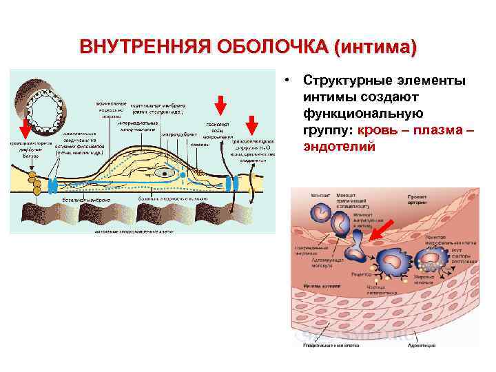 Внутри оболочка. Внутренняя оболочка. Что внутри оболочки. Внутренняя оболочка интима. Внутренняя оболочка вен интима.