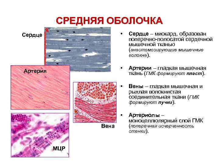 СРЕДНЯЯ ОБОЛОЧКА • МЦР Вены – гладкая мышечная и рыхлая волокнистая соединительная ткани (ГМК
