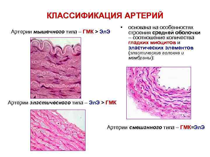 Артерии мышечно эластического типа