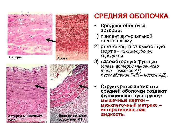 Средняя оболочка сердца