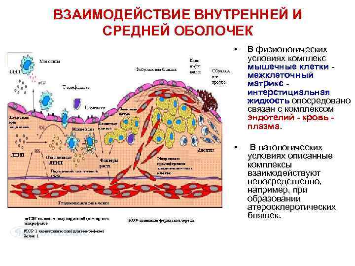 ВЗАИМОДЕЙСТВИЕ ВНУТРЕННЕЙ И СРЕДНЕЙ ОБОЛОЧЕК • В физиологических условиях комплекс мышечные клетки межклеточный матрикс