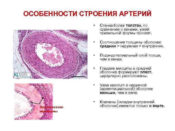 Толщина оболочки