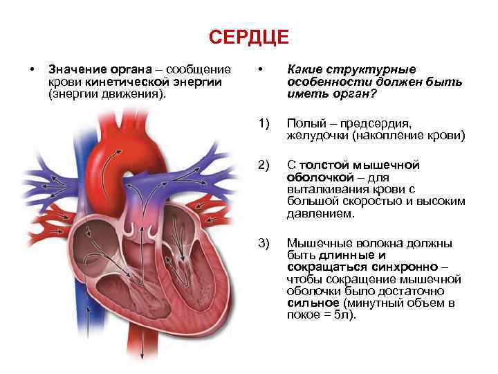 Значение органов. Значение сердец. Что означают сердца.