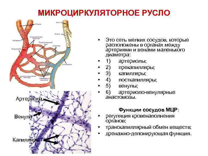 Особенность строения вены по сравнению с артерией. Строение артериолы гистология. Схема микроциркуляторного русла кровообращения. Схема микроциркуляторного русла гистология. Артериолы капилляры венулы гистология.