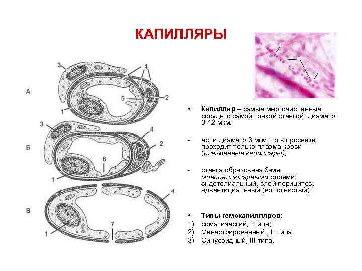 3 капилляр. Строение стенки синусоидного капилляра. Схема строения стенок капилляров разных типов. Строение капилляра соматического типа. Типы гемокапилляров гистология.