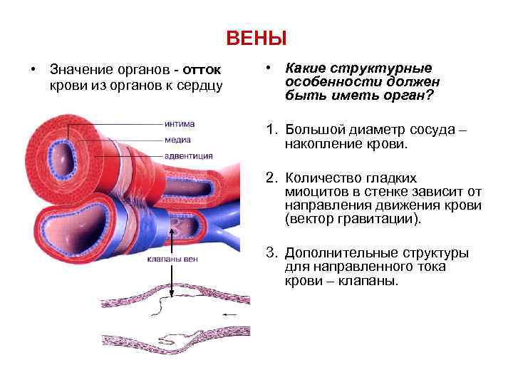Особенность строения вены по сравнению с артерией. Вена строение стенки. Строение вены человека анатомия. Строение венозных сосудов. Строение стенки венозного сосуда.