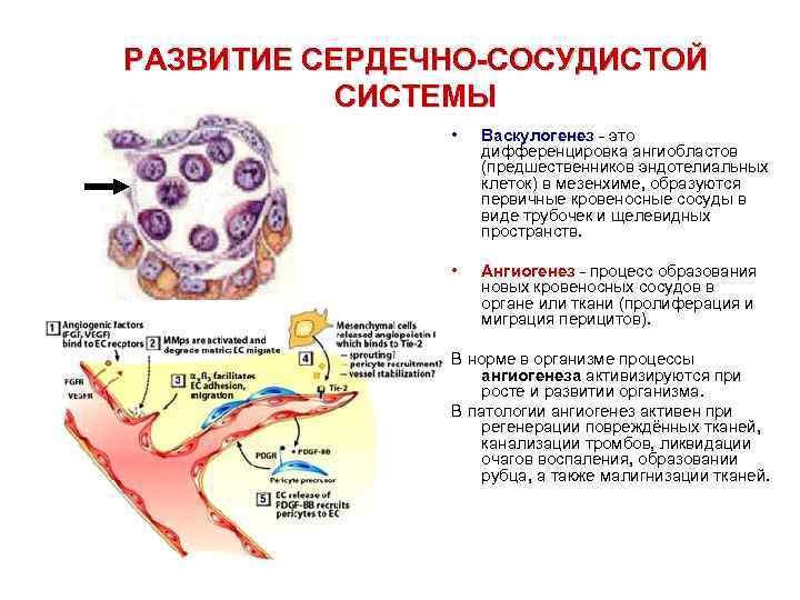 РАЗВИТИЕ СЕРДЕЧНО-СОСУДИСТОЙ СИСТЕМЫ • Васкулогенез - это дифференцировка ангиобластов (предшественников эндотелиальных клеток) в мезенхиме,