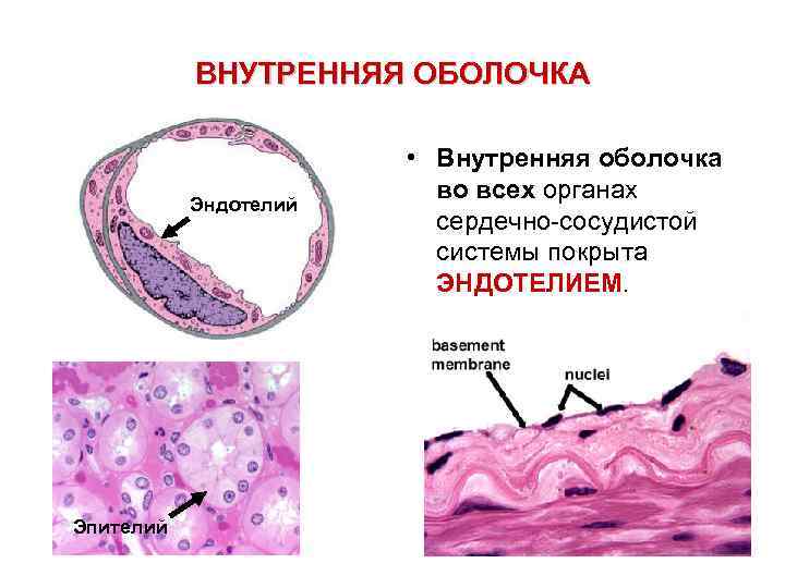 Складки внутренней мембраны