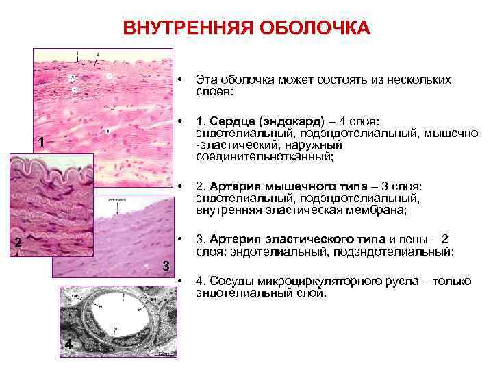 Мышечный слой сердечной ткани