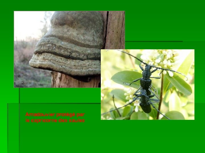 Amadouvier protégé par le capricorne des saules 