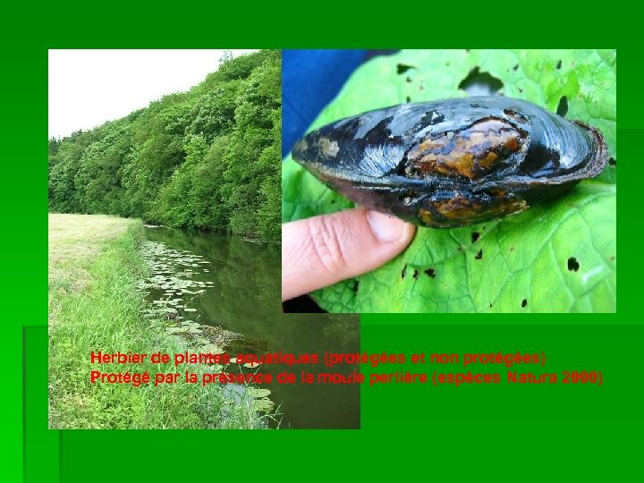 Herbier de plantes aquatiques (protégées et non protégées) Protégé par la présence de la