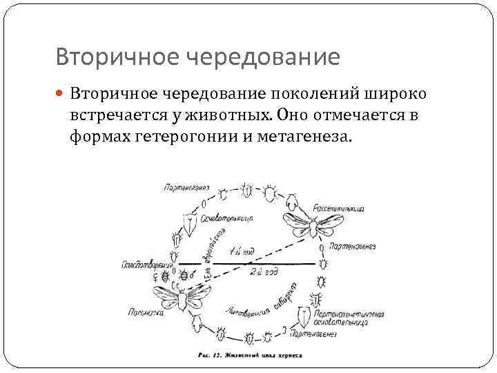 Вторичное чередование поколений широко встречается у животных. Оно отмечается в формах гетерогонии и метагенеза.