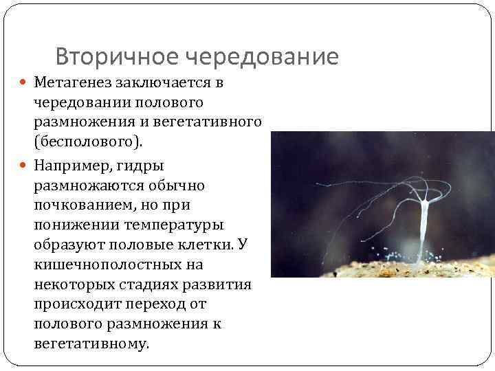 Вторичное чередование Метагенез заключается в чередовании полового размножения и вегетативного (бесполового). Например, гидры размножаются