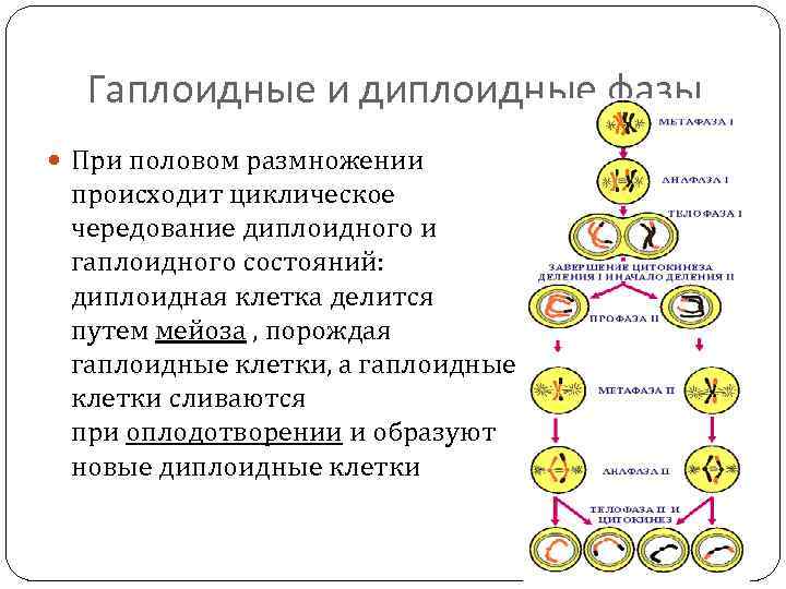 Гаплоидные и диплоидные фазы При половом размножении происходит циклическое чередование диплоидного и гаплоидного состояний: